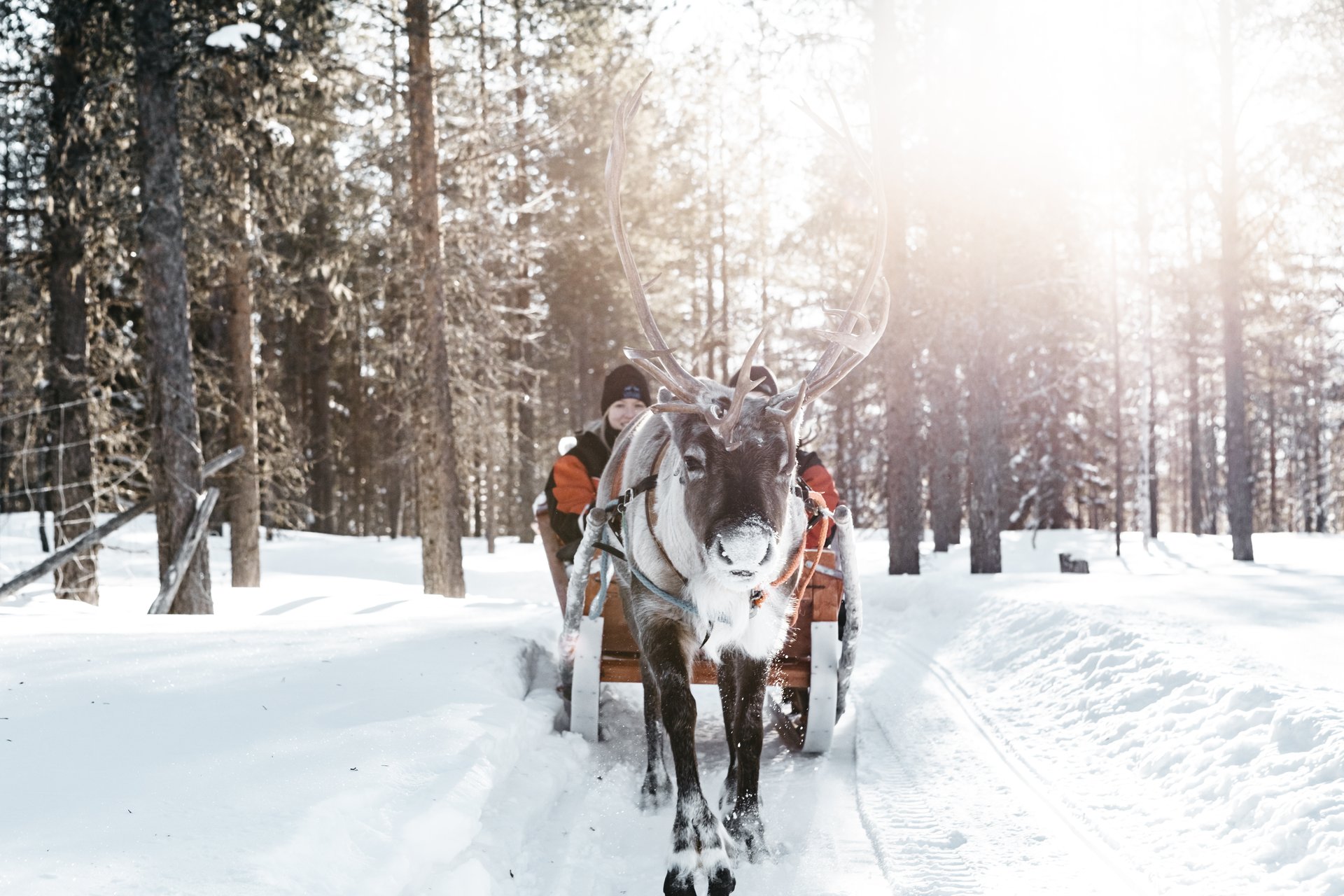 A reindeer sleigh coming through a sunlit winter forest
