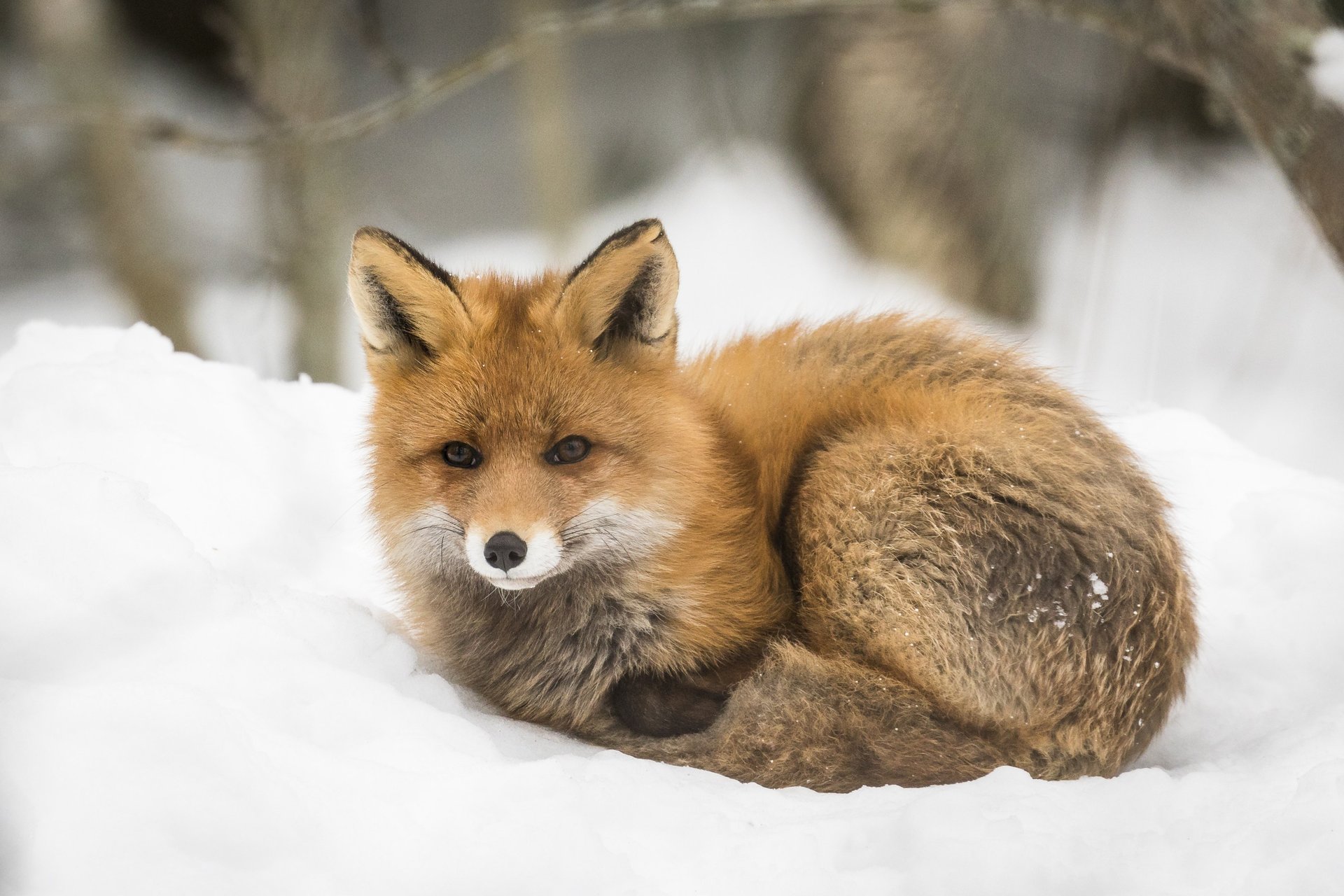 A red fox curled up in the snow at Ranua Wildlife Park