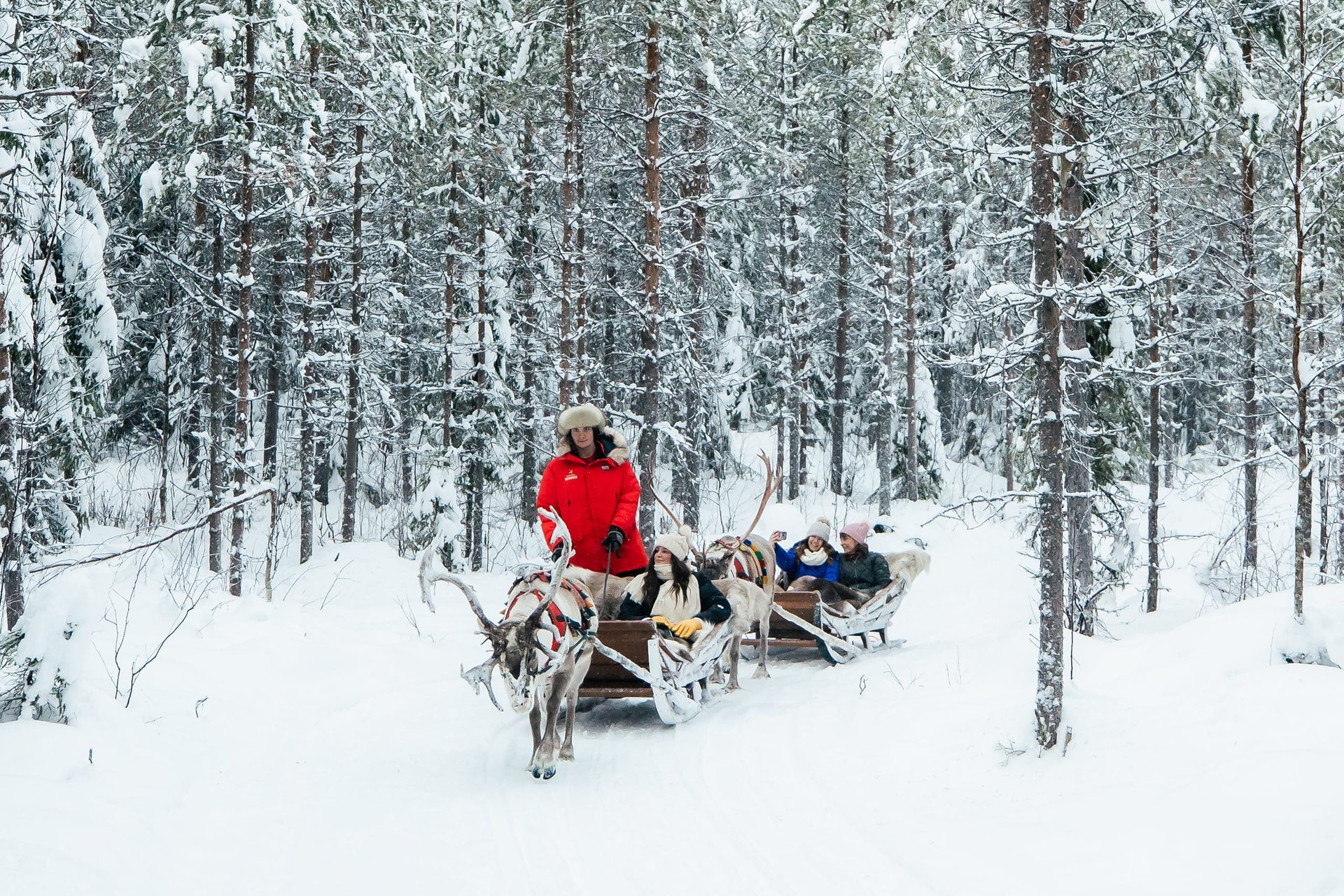 A reindeer safari among snow-covered pines